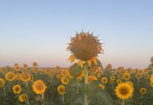 Summer in Iberia Photo Gallery