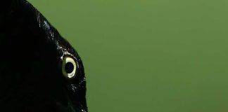 The crow knows
