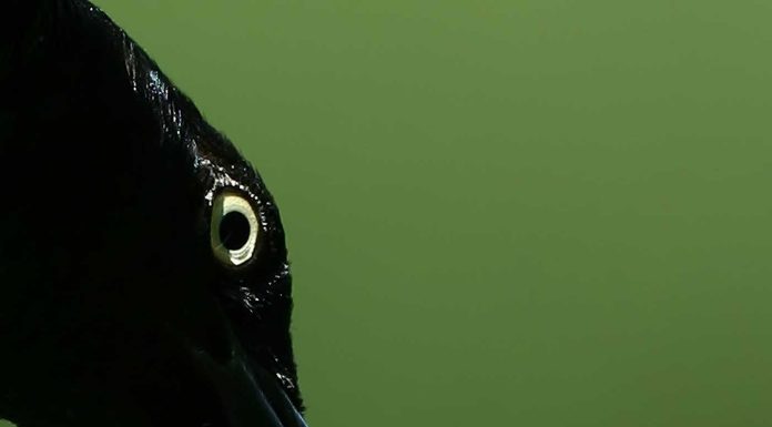 The crow knows