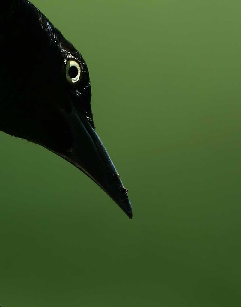 The crow knows