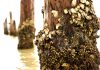 Barnacles, Fir Trees, Elephant Ears wooden posts with barnacles