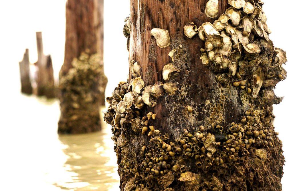 Barnacles, Fir Trees, Elephant Ears