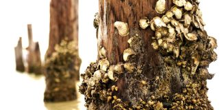 Barnacles, Fir Trees, Elephant Ears wooden posts with barnacles