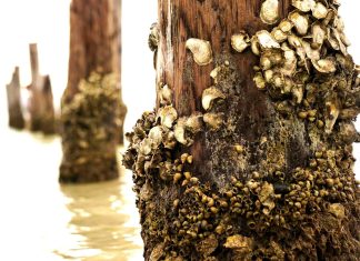 Barnacles, Fir Trees, Elephant Ears wooden posts with barnacles