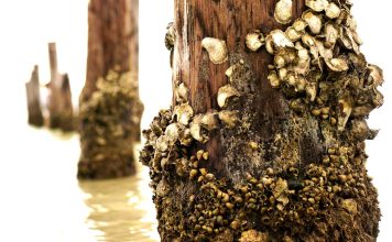Barnacles, Fir Trees, Elephant Ears wooden posts with barnacles