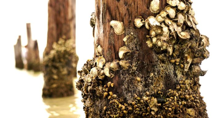 Barnacles, Fir Trees, Elephant Ears wooden posts with barnacles