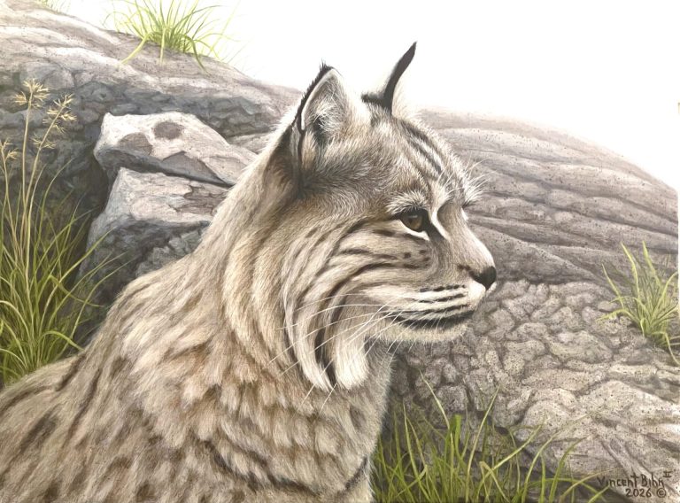 Bobcat