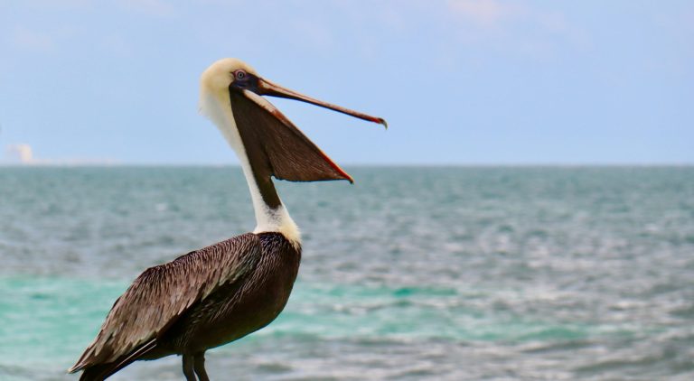 The pelican