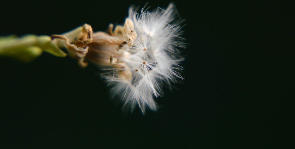 Counting the dandelion seeds is futile