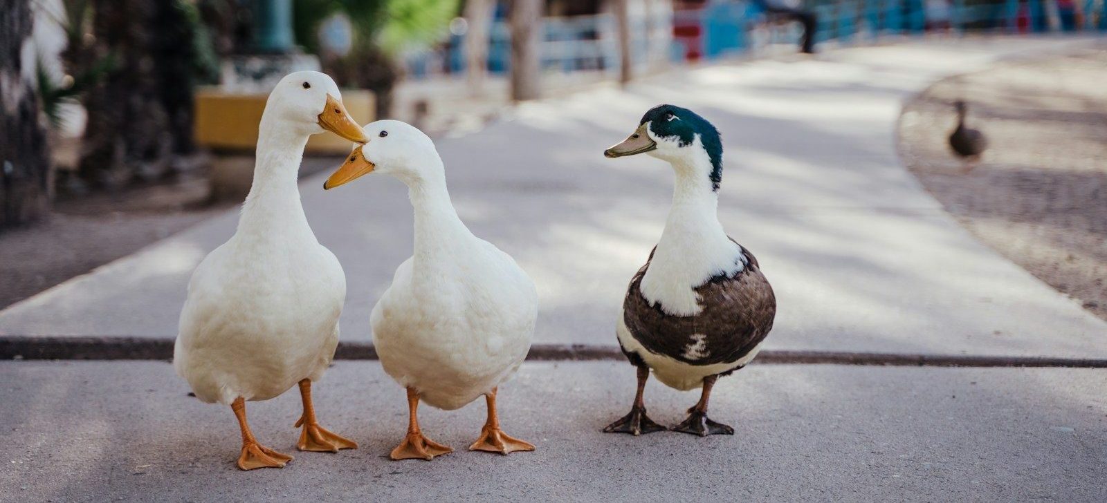 white duck on brown wooden floor