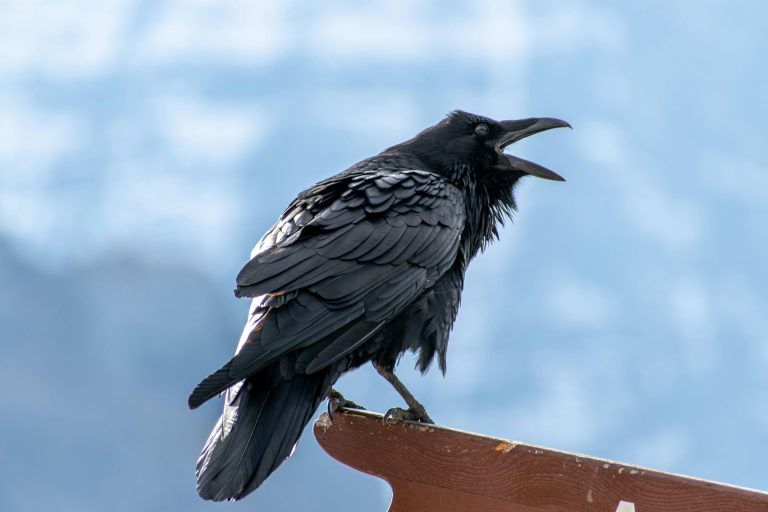 The Raven